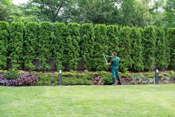 Best Tree Maintenance Programs  in Valdez, AK